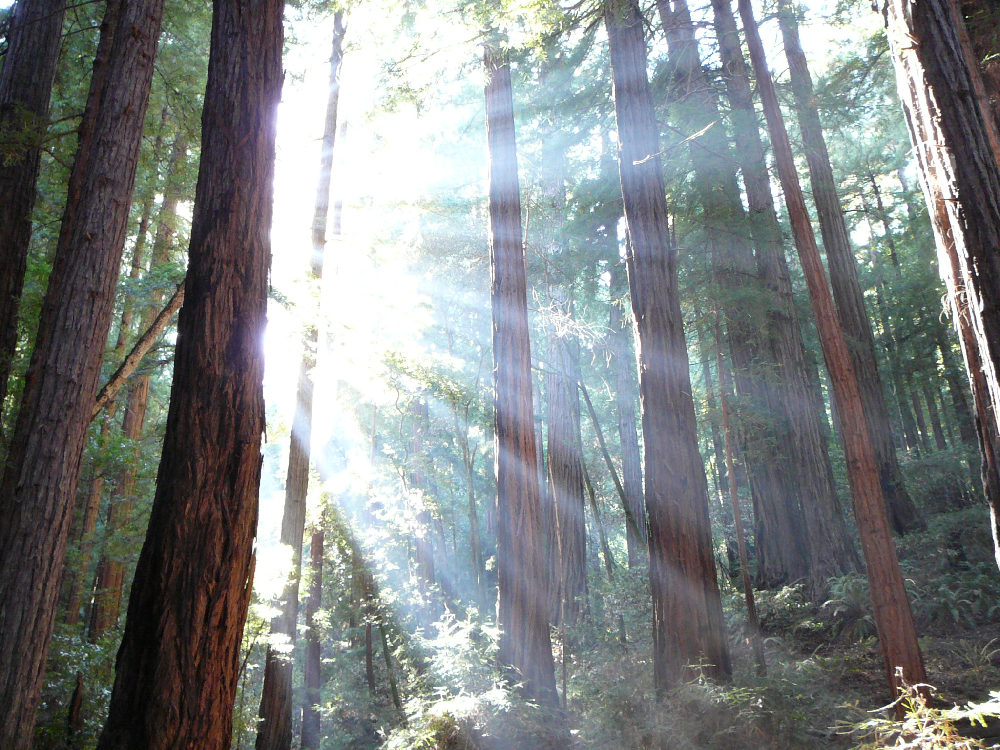 muir-woods